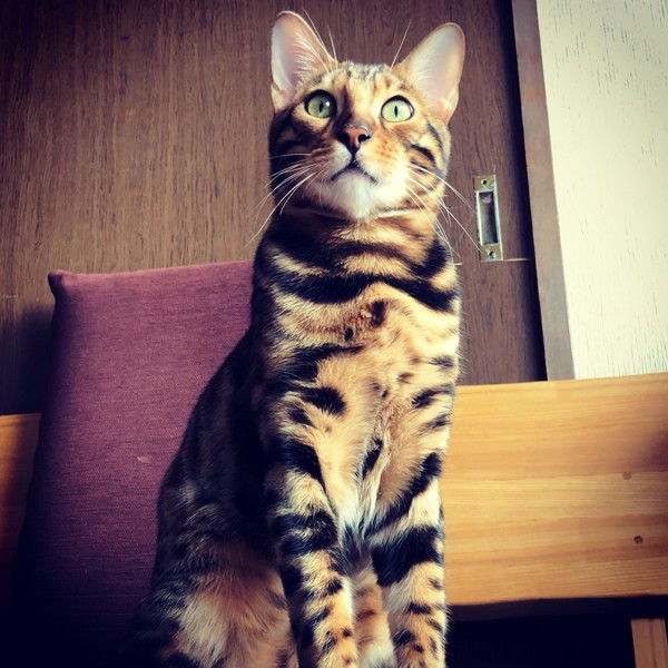 猫 ベンガル Otto の写真