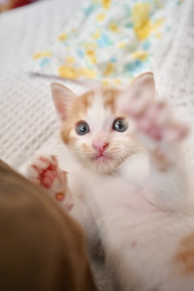 猫 雑種（ミックス） ひかるちゃんの写真