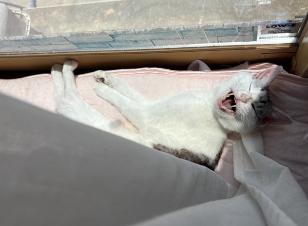 猫 サバシロ もーしゃんの写真