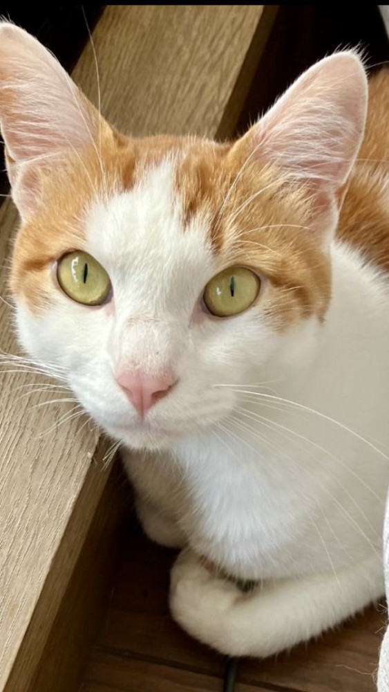 猫 雑種（ミックス） きなこの写真