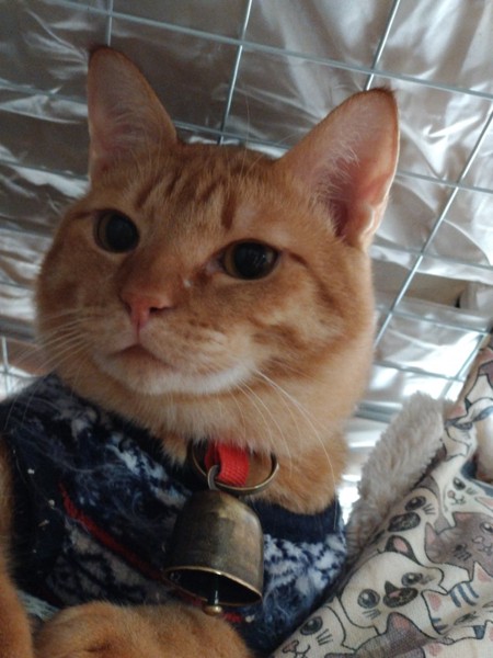 猫 茶トラ りんの写真