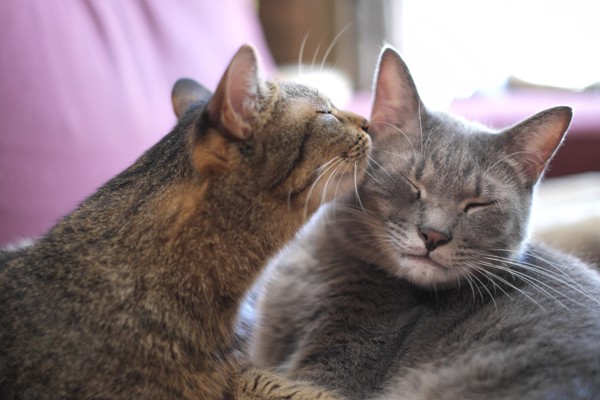 猫 雑種（ミックス） なつ＆ゆずの写真