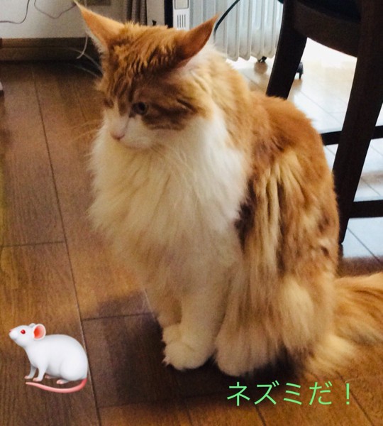 猫 メインクーン ノア君の写真