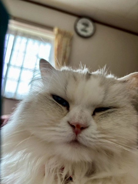 猫 ミヌエット むぎの写真