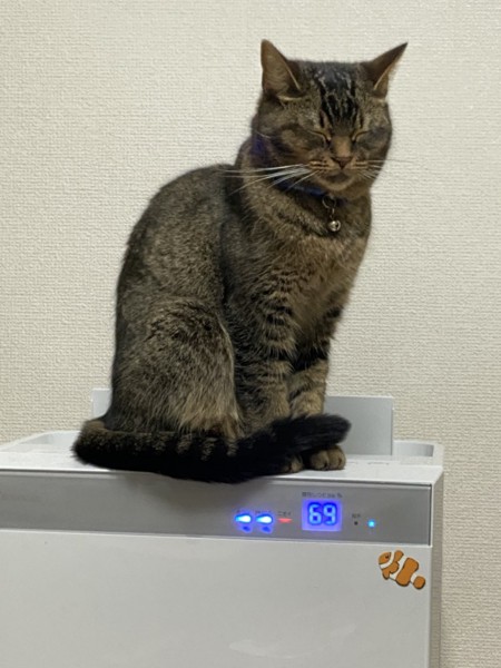 猫 雑種（ミックス） はなちゃんの写真