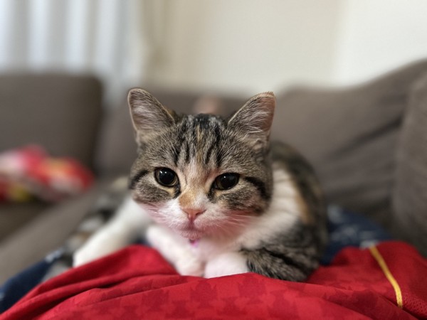 猫 マンチカン ココロの写真