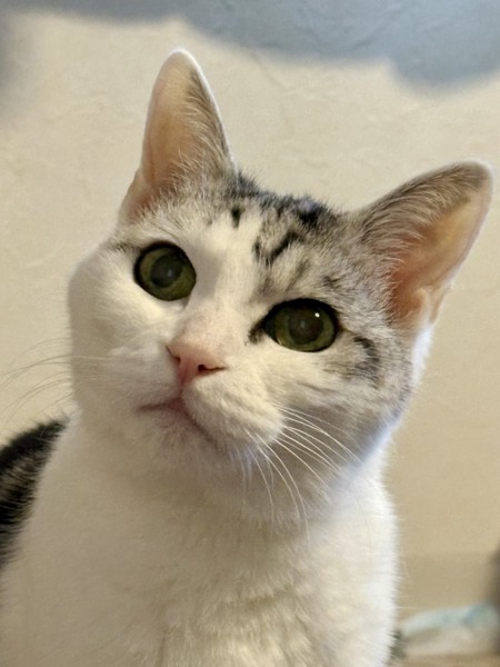 猫 サバシロ もーしゃんの写真