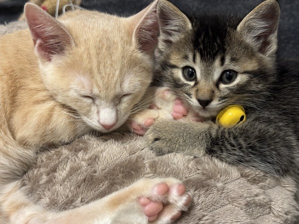 猫 雑種（ミックス） つなまよ☆えびまよの写真