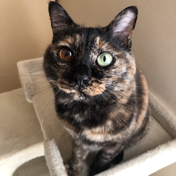 猫 サビ猫 ポンちゃんの写真