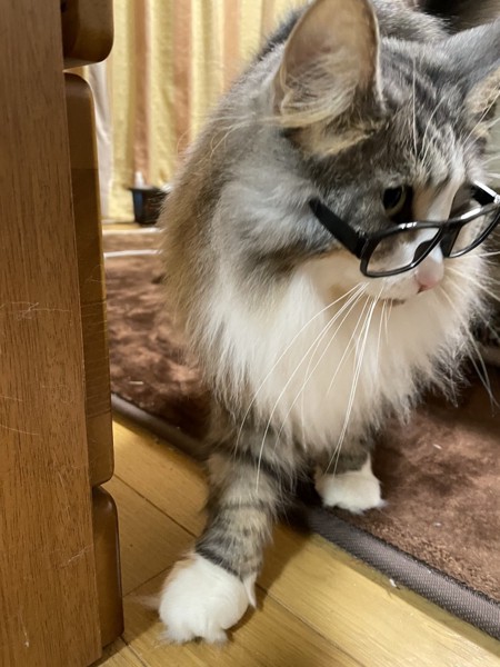 猫 ノルウェージャンフォレストキャット プルの写真