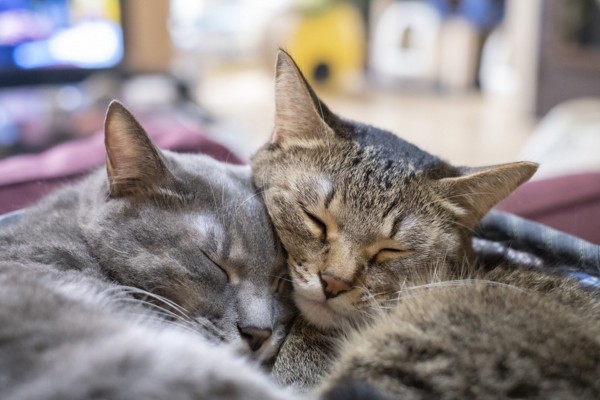 猫 雑種（ミックス） なつ＆ゆずの写真