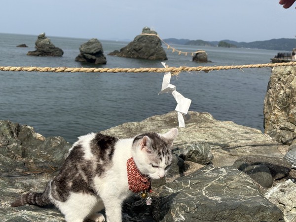 猫 サバシロ もーしゃんの写真