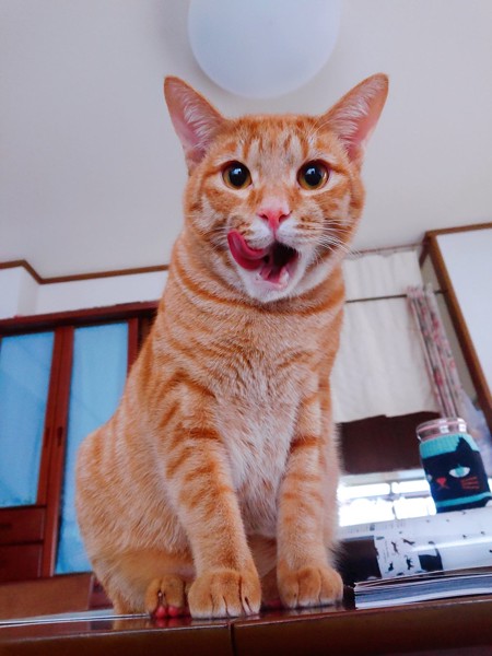 猫 茶トラ ぷりんの写真