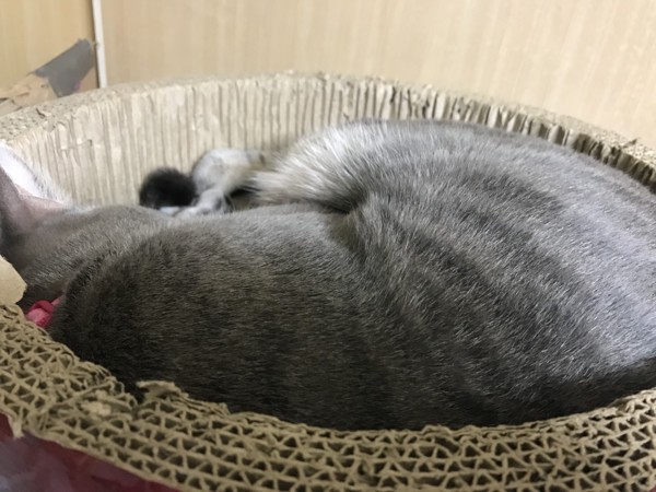 猫 サバトラ アホにゃんmk3 カビにゃんの写真