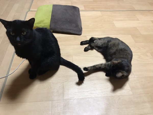 猫 黒猫 ポコの写真