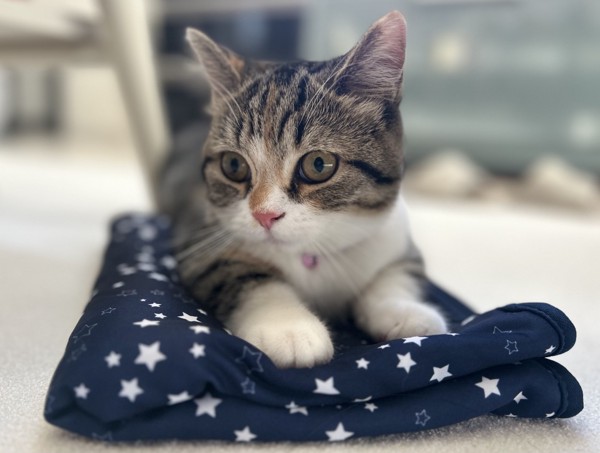 猫 マンチカン ココロの写真