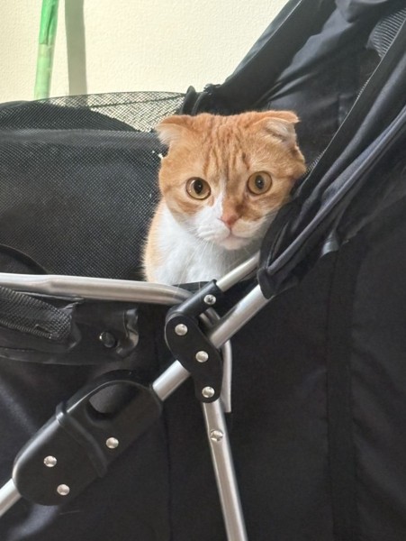 猫 スコティッシュフォールド 颯太の写真