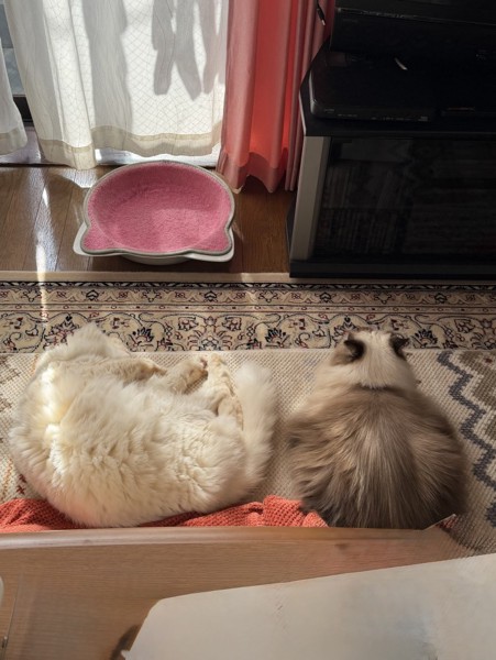 猫 ヒマラヤン アッシュの写真