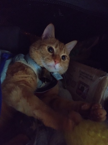 猫 茶トラ りんの写真
