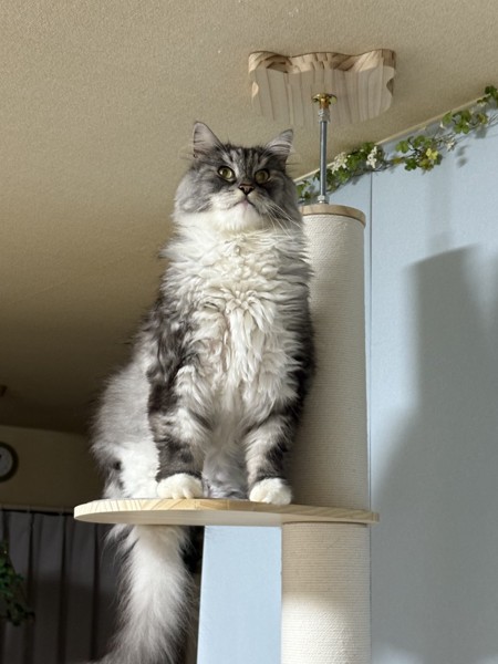 猫 ノルウェージャンフォレストキャット ルイの写真
