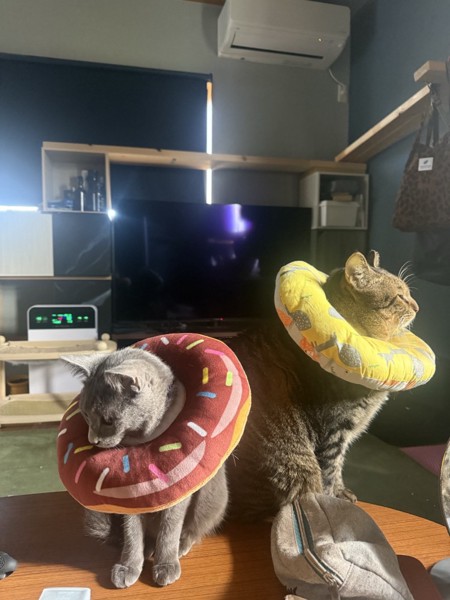 猫 キジトラ キラ＆ソラの写真