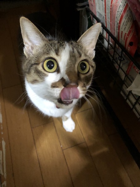 猫 雑種（ミックス） 華の写真