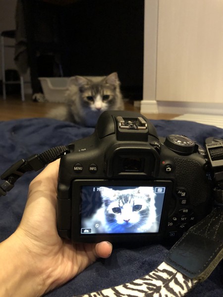 猫 ノルウェージャンフォレストキャット 門松ちゅの写真