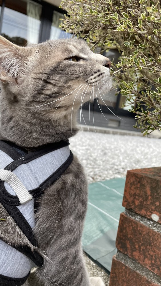 猫 サバトラ マロンの写真