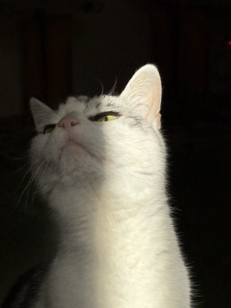 猫 サバシロ もーしゃんの写真