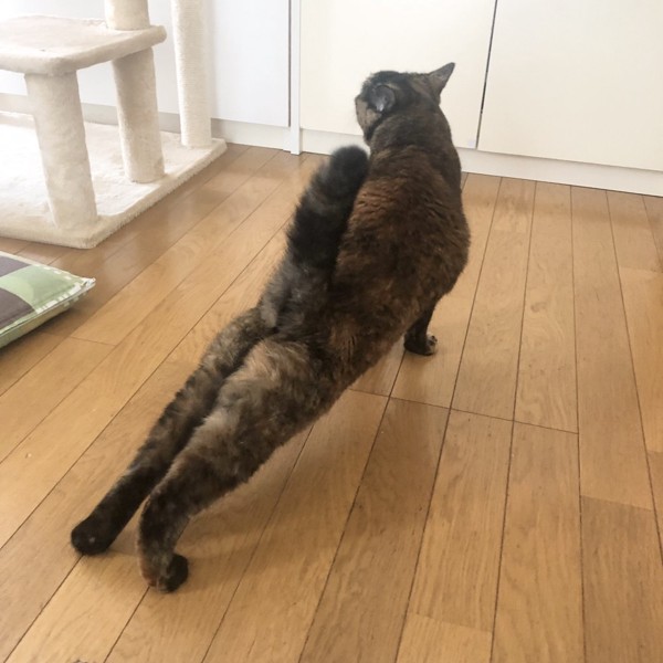 猫 サビ猫 ポンちゃんの写真