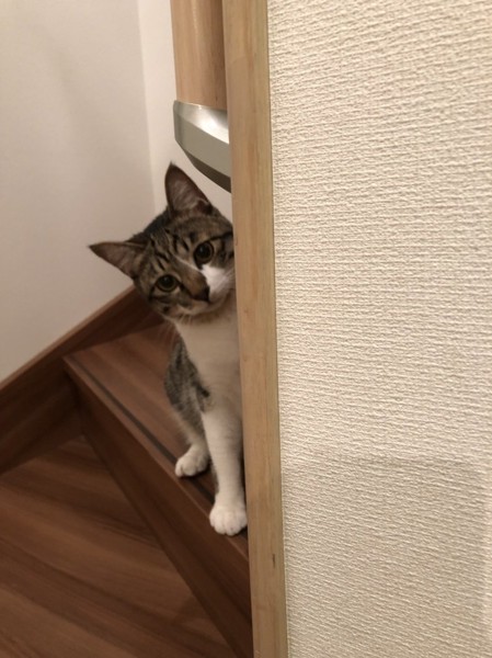 猫 雑種（ミックス） ハッピーの写真