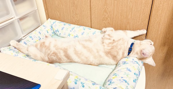 猫 アメミックス ぬんきちの写真