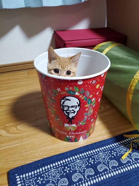 猫 茶白トラ ティモの写真