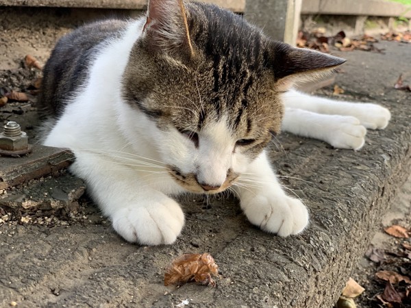 猫 キジシロ コテしゃんの写真