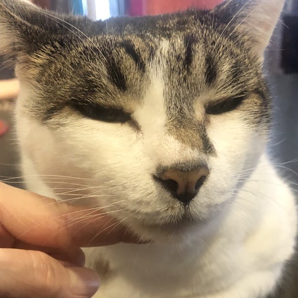 猫 雑種（ミックス） ラブの写真