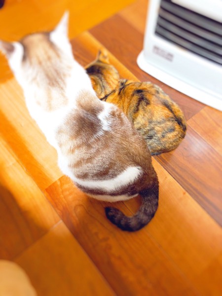 猫 雑種（ミックス） ビビちゃん&ばぶの写真