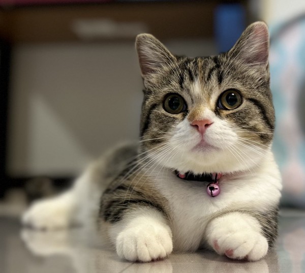 猫 マンチカン ココロの写真