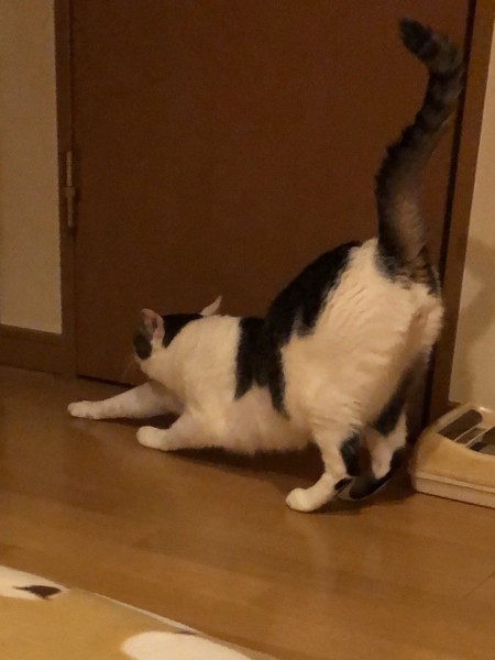 猫 雑種（ミックス） ラブの写真