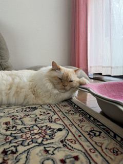 猫 ヒマラヤン ロッキーの写真
