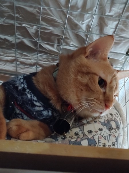 猫 茶トラ りんの写真