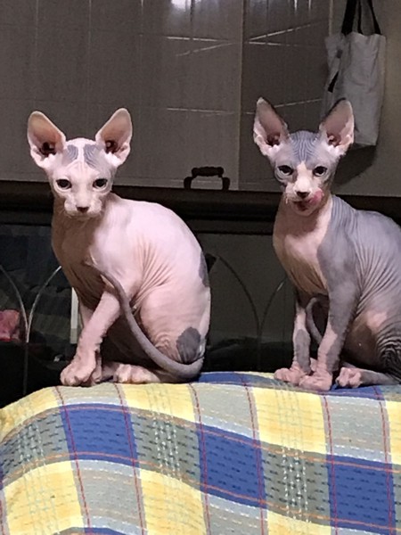 猫 スフィンクス ジョジョとエマの写真