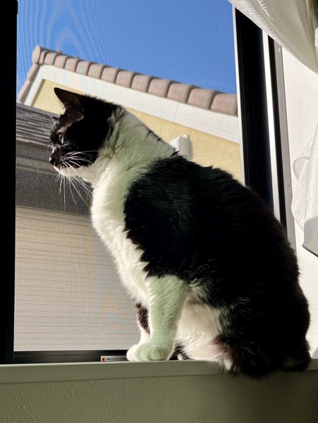 猫 黒ブチ さぬきの写真