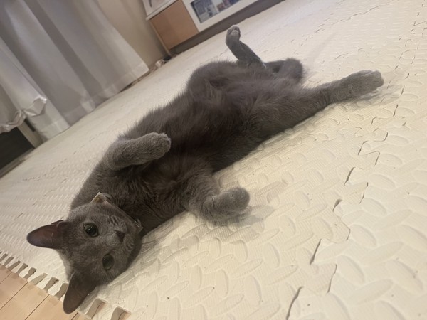 猫 ロシアンブルー みーちゃんの写真