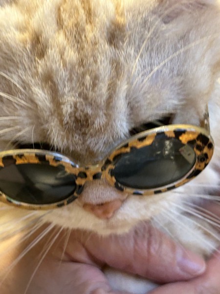 猫 アメリカンショートヘア ジョージの写真