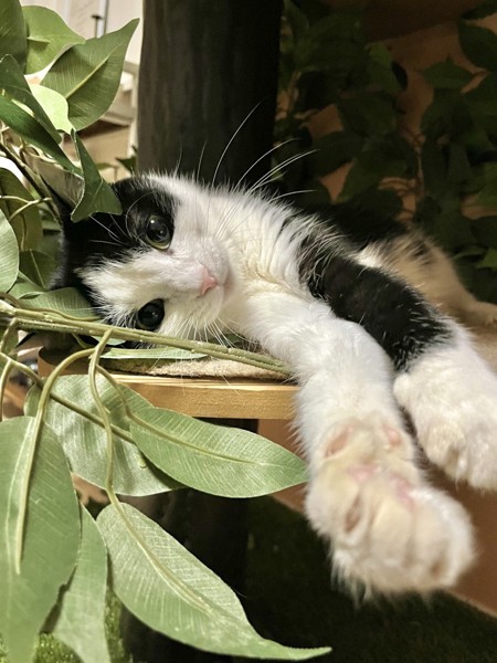 猫 黒ブチ ごましおの写真