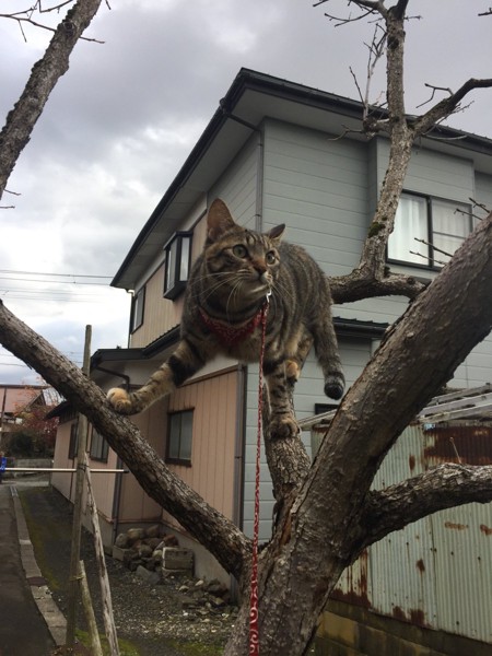 猫 キジトラ そらちゃんの写真