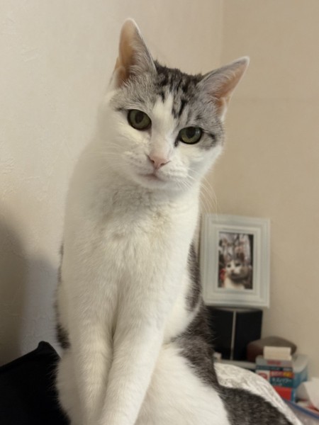 猫 サバシロ もーしゃんの写真