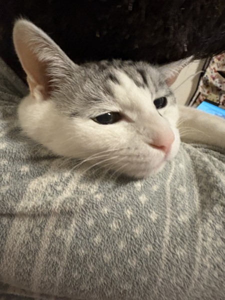 猫 サバシロ もーしゃんの写真