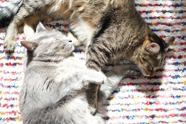 猫 雑種（ミックス） なつ＆ゆずの写真