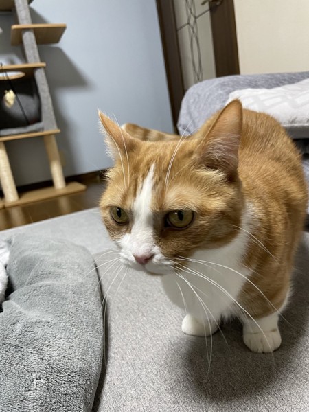 猫 マンチカン チャーの写真